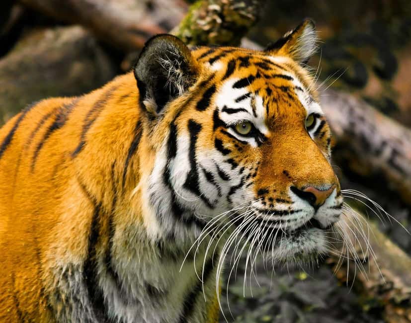 From Delhi: 3-Day Ranthambore Tiger Safari Tours India - Getting from Delhi to Ranthambore on Day 1