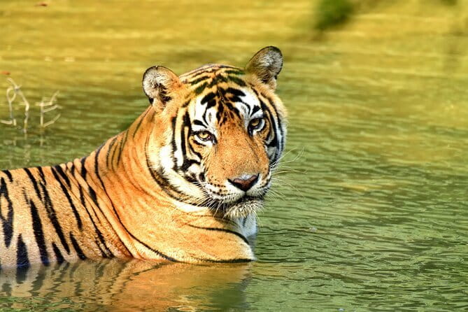 From Delhi: 4 Day Golden Triangle and Tiger Safari Private Tour - Key Highlights I’d Book for