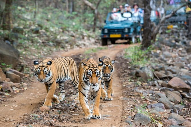 From Delhi: 4 Day Golden Triangle and Tiger Safari Private Tour - Day 3 Ranthambhore National Park: Tiger Safari Morning and Fort Views