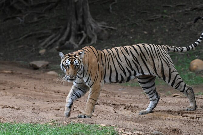 From Delhi: 4 Day Golden Triangle and Tiger Safari Private Tour - Day 4 Jaipur Palaces and Fort Classics, with a City Center Finish in Delhi