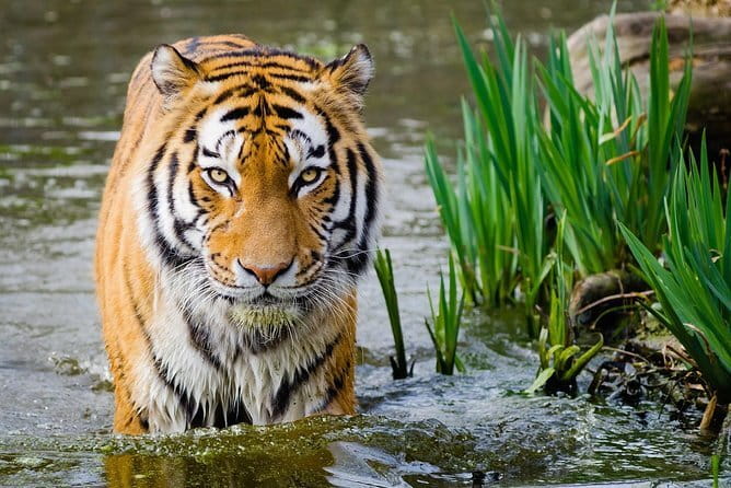 From Delhi: 4 Day Golden Triangle and Tiger Safari Private Tour - The “Guide Factor”: Why Names Like Azhar and Rahil Khan Matter
