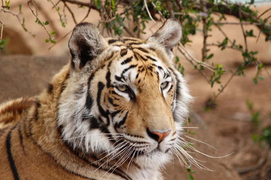 From Delhi: 4-Day Golden Triangle & Ranthambore Guided Tour - The big idea behind this 4-day Golden Triangle plus Ranthambore