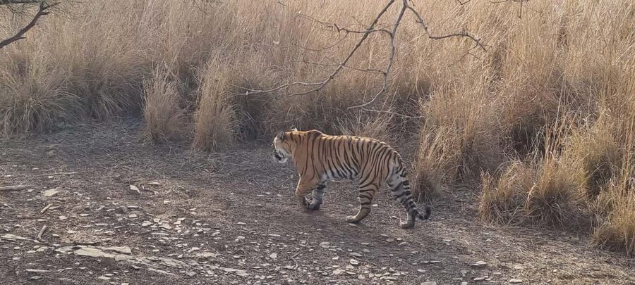 From Delhi: 4-Day Golden Triangle & Ranthambore Guided Tour - Day 2 Agra sunrise: Taj Mahal first, then Agra Fort, with Fatehpur Sikri en route