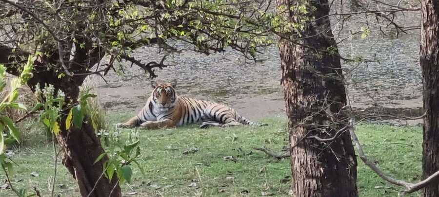 From Delhi: 4-Day Golden Triangle & Ranthambore Guided Tour - Day 4 Jaipur big hitters: Amber Fort, Jal Mahal photos, Hawa Mahal, City Palace, and Jantar Mantar