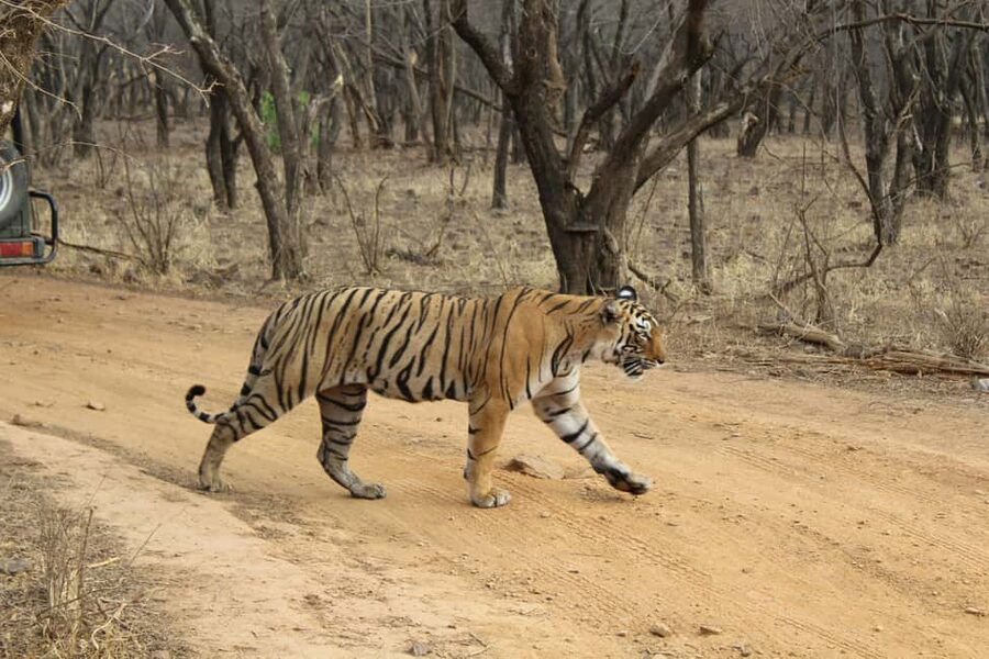 From Delhi: 4-Day Golden Triangle & Ranthambore Tiger Safari - Is $290 for 4 Days a Good Deal, or Just a Cheap Shortcut?