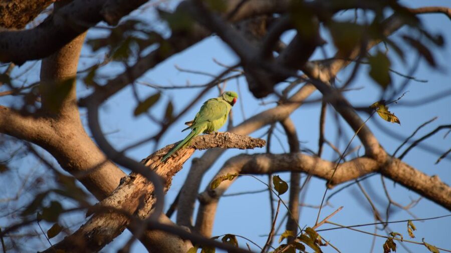 From Delhi: 4-Day Golden Triangle & Ranthambore Tiger Safari - Who Should Book This, and Who Might Want a Different Style?