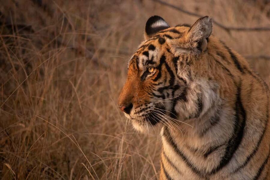 From Delhi: 4-Day Golden Triangle & Ranthambore Tiger Safari - Sunrise Taj Mahal and Agra Fort: Why Morning Tempo Matters