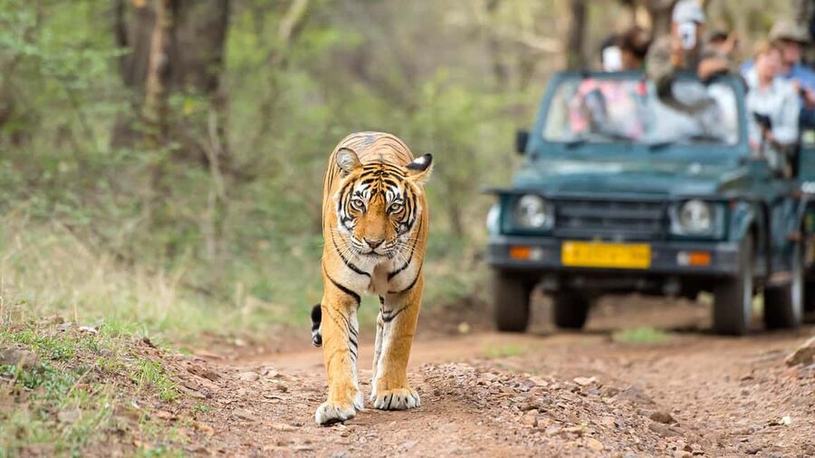 From Delhi: 4-Day Golden Triangle Tour with Tiger Safari - Why This 4-Day Golden Triangle Plus Tiger Safari Route Works
