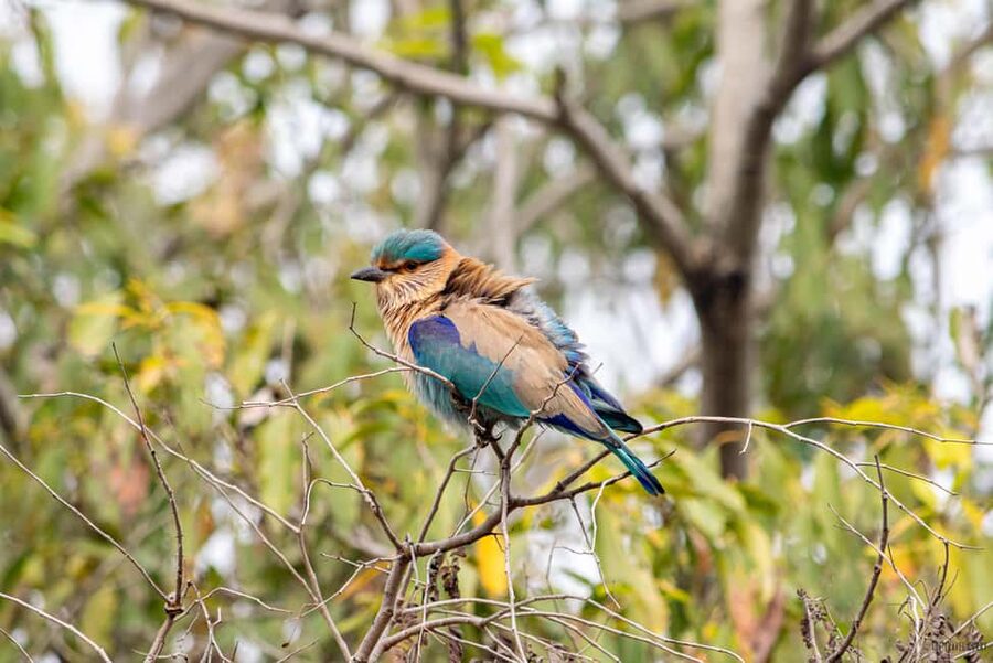 From Delhi: 5 Day Golden Triangle, Safari, & Bird Sanctuary - Key things I’d zero in on before you book