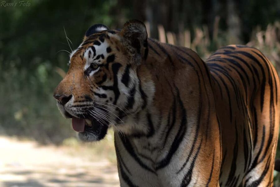 From Delhi: 5 Day Golden Triangle, Safari, & Bird Sanctuary - Comfort, hotel setup, and the reality of road time