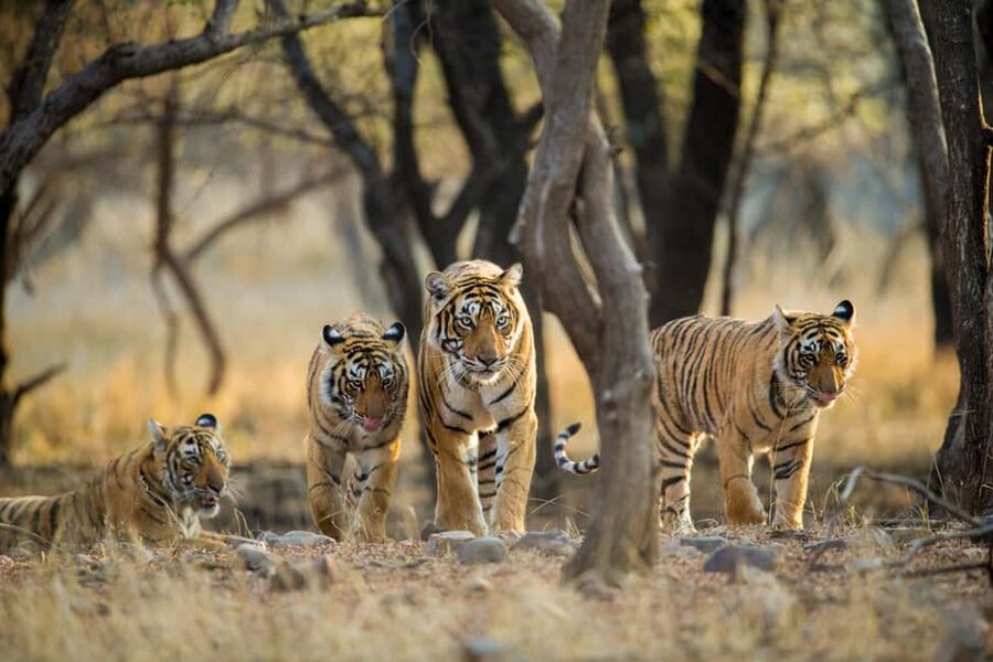From Delhi: 5 Day Golden Triangle, Safari, & Bird Sanctuary - Food stops: Chaupati street snacks at your pace