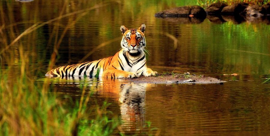From Delhi: 5-Day Tiger Safari & Golden Triangle Tour - Key things I’d watch for before booking
