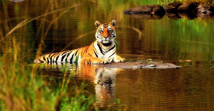 From Delhi: 5-Day Tiger Safari & Golden Triangle Tour - Hotel quality and the pace you should plan for