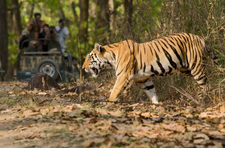 From Delhi: 5-Day Tiger Safari & Golden Triangle Tour - Who should book, and who should think twice