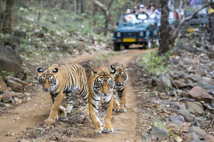 From Delhi: 6-Day Golden Triangle Tour with Ranthambore - Delhi to Agra: Old Delhi chaos, New Delhi postcard views