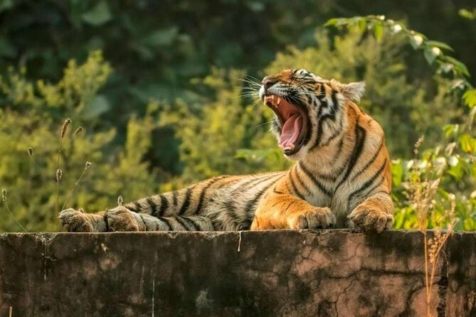 From Delhi : 6 Days Delhi, Jaipur, Agra & Ranthambore By Car - Key highlights worth planning around