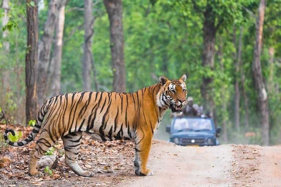 From Delhi: Ranthambore National Park Day Trip with Safari - Key highlights and what they mean for you