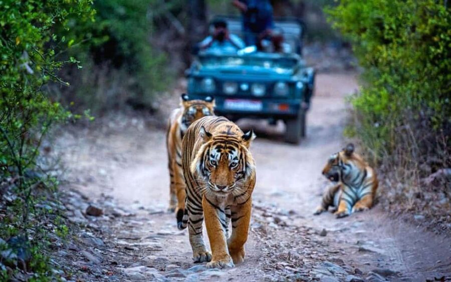 From Delhi: Ranthambore National Park Day Trip with Safari - From Delhi to Ranthambore: A long day that still makes sense