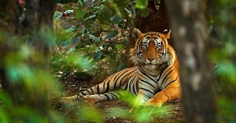 From Delhi: Ranthambore National Park Day Trip with Safari - Where the safari time actually goes in Ranthambore