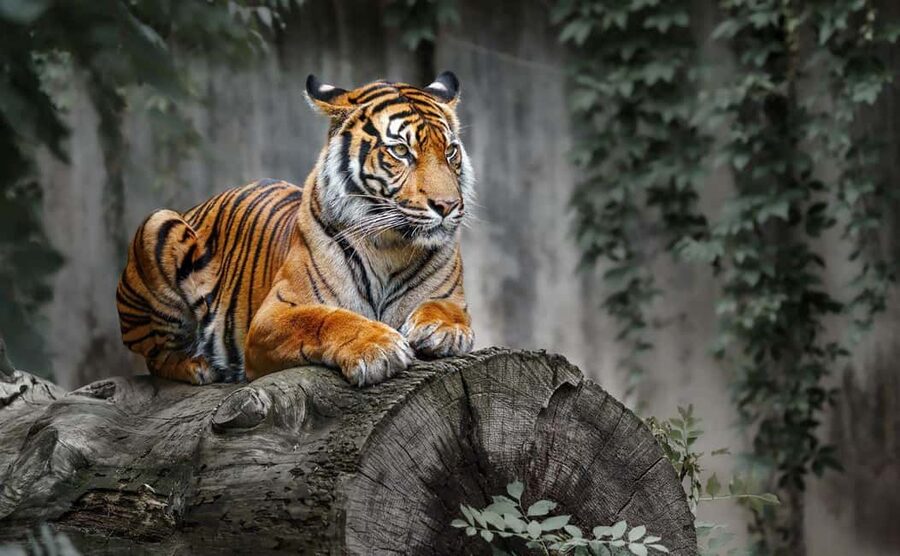 From Delhi: Ranthambore National Park Day Trip with Safari - The day’s rhythm: 5:00 AM pickup to the 2:00 PM safari