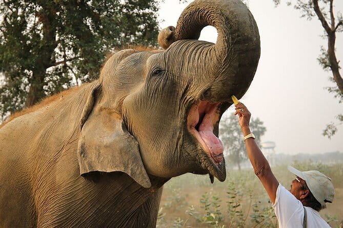 From Delhi: Sunrise Taj Mahal tour with Elephant Conservation - Key highlights to know before you go