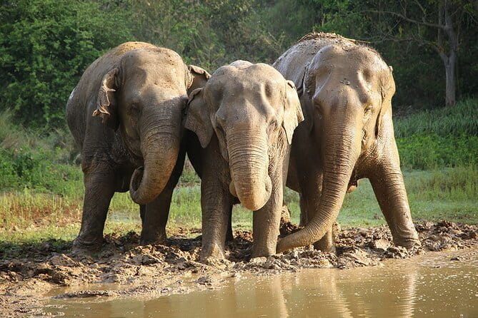 From Delhi: Sunrise Taj Mahal tour with Elephant Conservation - Taj Mahal at sunrise: guided walkthrough plus real photo help
