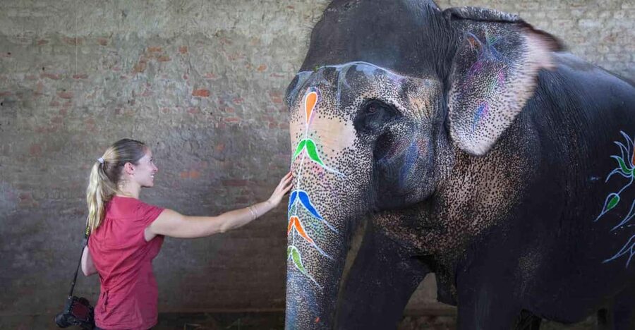 From Delhi: Taj Mahal Sunrise Tour w/ Elephant Conservation - Key highlights you’ll actually feel