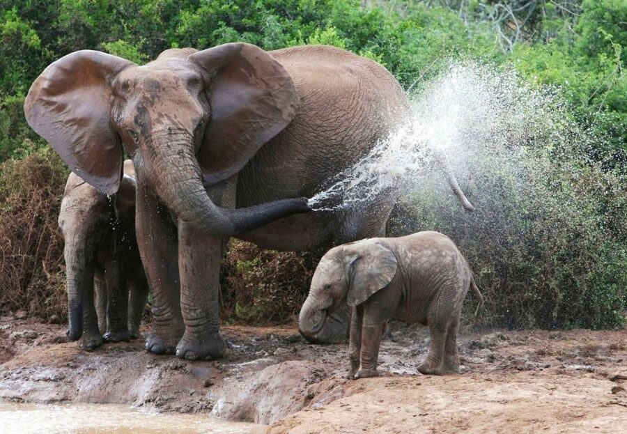 From Delhi: Taj Mahal Tour with Elephant Conservation Centre - Key highlights to plan around
