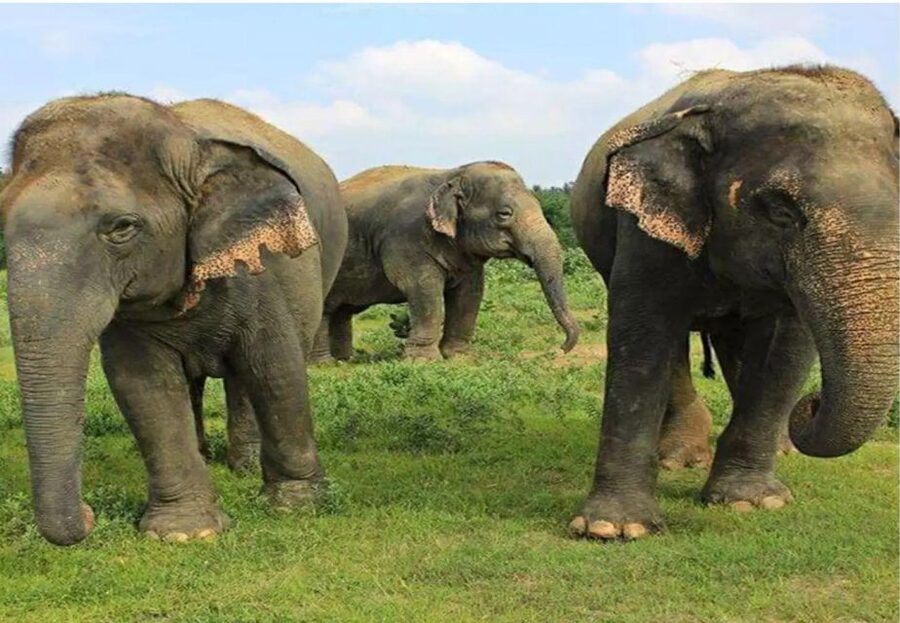 From Delhi: Taj Mahal Tour with Elephant Conservation Centre - Private AC transport from Delhi: why it matters more than you think