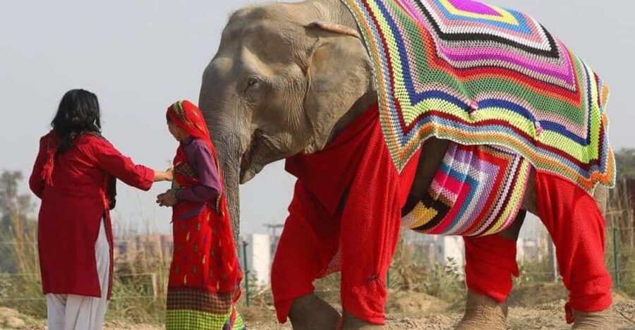From Delhi: Taj Mahal with Photographer & Elephant SOS Tour - Sunrise Timing, and Why the 10 Hours Feel Short