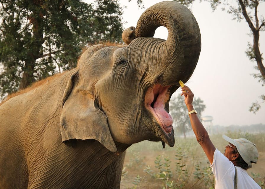 From Delhi: Taj Mahal with Photographer & Elephant SOS Tour - Private Car From Delhi: How to Think About the Long Ride