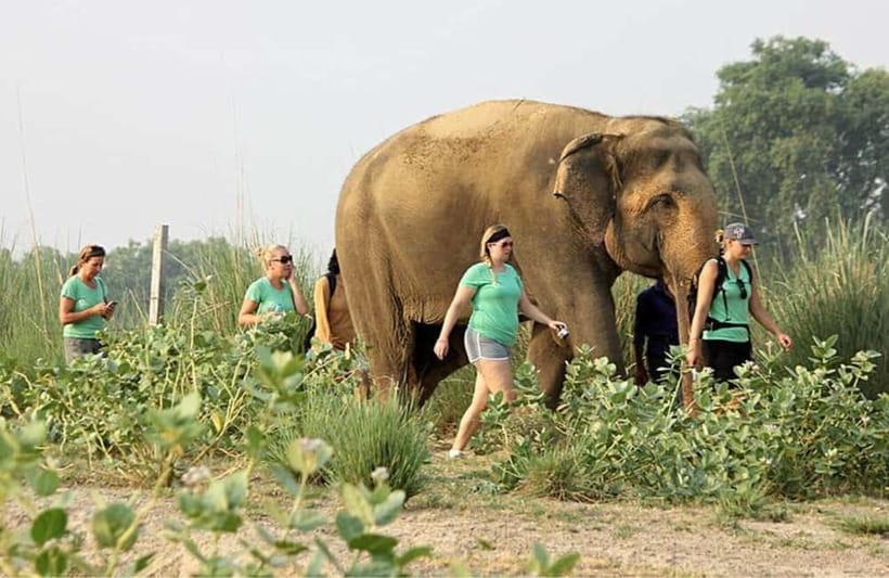 From Delhi: Taj Mahal with Photographer & Elephant SOS Tour - Languages and Private Group Comfort
