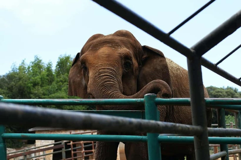 From New Delhi: Taj Mahal and Elephant Conservation Centre - Key highlights to look for