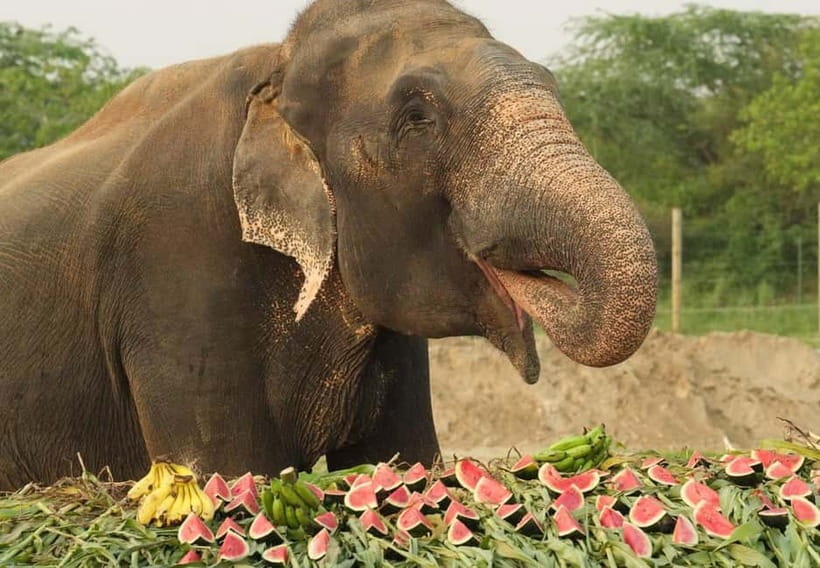 From New Delhi: Taj Mahal and Elephant Conservation Centre - Fit for you: who will love it, and who should rethink