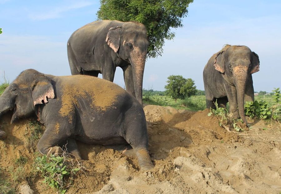 From New Delhi: Taj Mahal and Elephant Conservation Centre - Riding to Agra: what the private car actually gives you