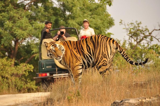 Golden Triangle with Wildlife and Royal Castle Stay - Day 3 Ranthambore safari morning, then check into Talabgaon Castle