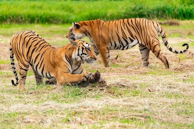 Private 4-Day Tiger Safari & Golden Triangle Tour from Delhi - Day 1 in Delhi: Qutub Minar to Chandni Chowk, With Built-In Breaks
