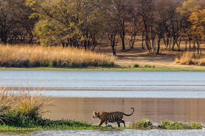 Private 5-Day Ranthambhore Tiger Tour from Delhi including the Taj Mahal, Agra and Jaipur - Day 4: Jaipur’s Pink City stops, City Palace, and Jantar Mantar
