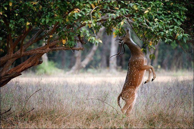 Private 5-Day Ranthambhore Tiger Tour from Delhi including the Taj Mahal, Agra and Jaipur - What to watch for, so you enjoy the trip more