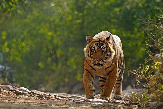 Private 6-Day Ranthambhore Tiger Tour including Delhi, Agra and Jaipur - Jaipur after Ranthambore: City Palace, Jantar Mantar, and fast culture stops