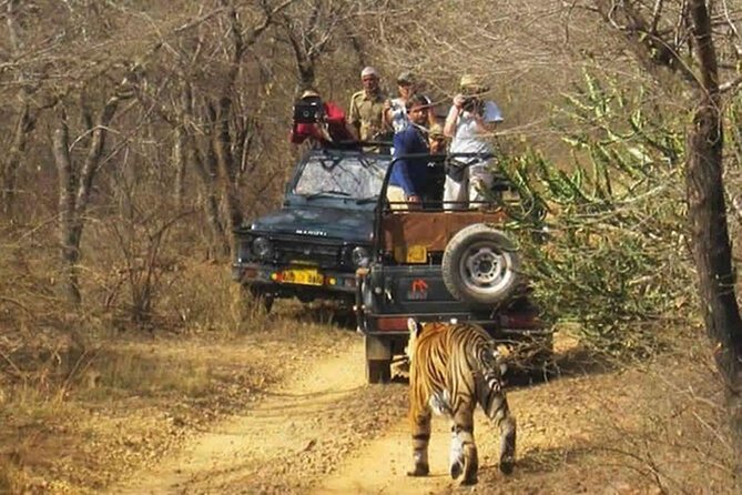 Private Tour from Delhi to Sariska Safari and Jaipur (1N/2D) - How the 1N/2D schedule actually plays in your favor