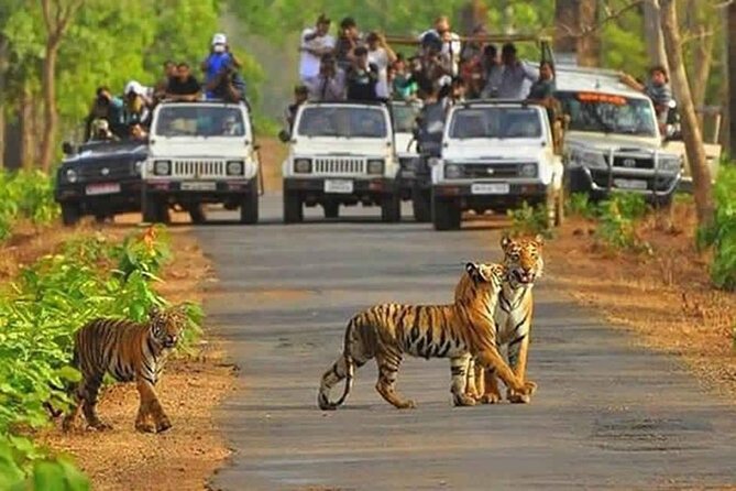Private Tour from Delhi to Sariska Safari and Jaipur (1N/2D) - Sariska Tiger Reserve: making the most of a 3-hour safari
