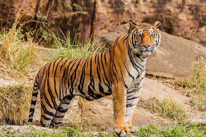 Ranthambhore Tiger Tour of Delhi, Agra, and Jaipur 5 Star Hotel - Day 1 in Delhi, from Humayun’s Tomb to the President House area