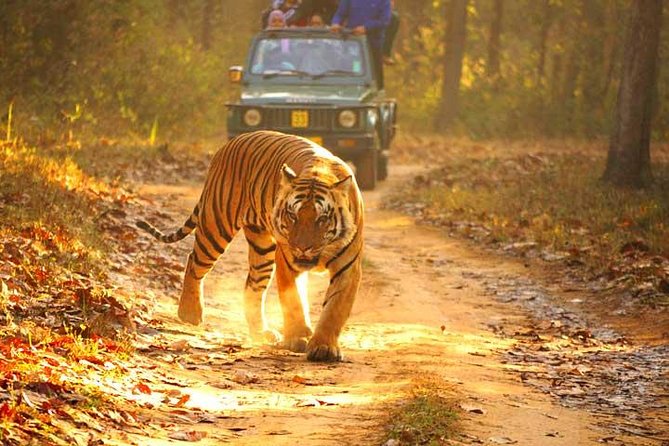 Ranthambhore Tiger Tour of Delhi, Agra, and Jaipur 5 Star Hotel - Hotels and comfort, what 5-star actually means here