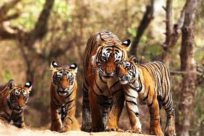 Ranthambhore Tiger Tour of Delhi, Agra, and Jaipur 5 Star Hotel - Jaipur in one day, Amber Fort, City Palace, and the famous viewpoints