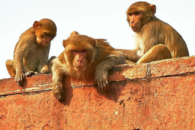 Skip The Line: Taj Mahal Sunrise Tour from - Delhi (All-Inclusive) - Delhi to Agra: private car comfort beats the hassle