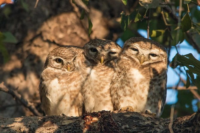 Sultanpur Bird Sanctuary Tour Near Delhi - Why Sultanpur Bird Sanctuary works as a quick Delhi nature break