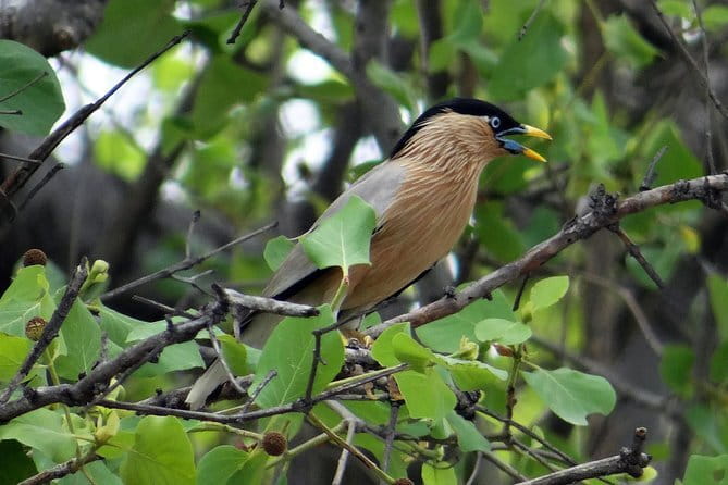 Sultanpur Bird Sanctuary Tour Near Delhi - Price and value: what $69 includes and what it does not