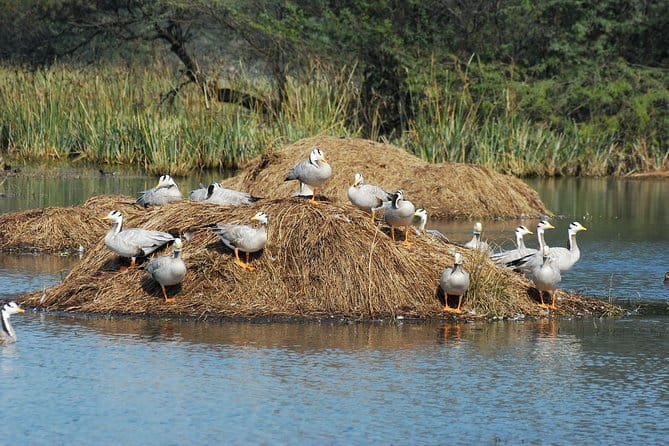 Sultanpur Bird Sanctuary Tour Near Delhi - Inside Sultanpur National Park: 3 hours of guided shoreline birding