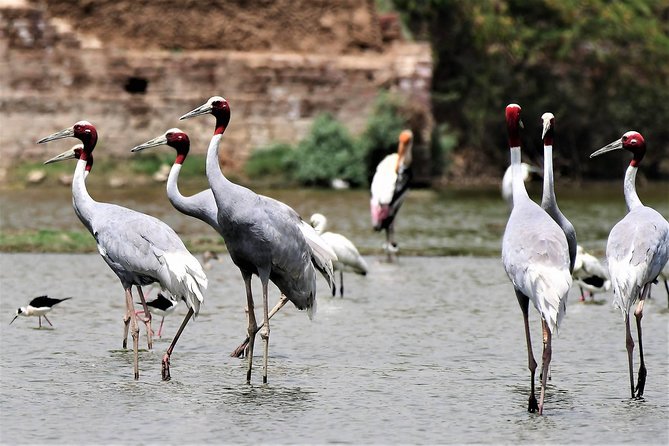 Sultanpur The wonder of Birding from Delhi - Key things that make this Delhi birding trip work